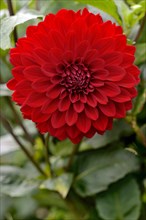 Dahlia (Dahlia)