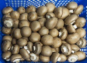 Fresh Common mushrooms (Agaricus bisporus) in a basket