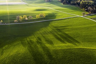 Driveways through meadows in the morning light