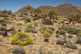 Vegetation in the Goegap Nature Reserve