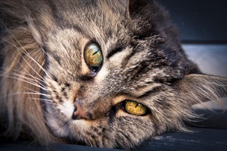 Norwegian Forest Cat