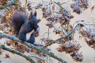 Squirrel (Sciurus vulgaris) sitting on a maple branch covered by hoarfrost