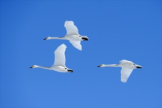 Three Whooper Swans (Cygnus cygnus) in flight