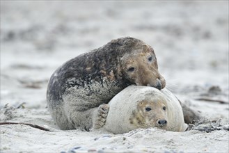 Grey seals (Halichoerus grypus) on the beach