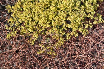 Crispleaf Buckwheat (Eriogonum corymbosum var aureum)