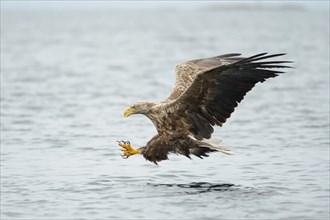 White-tailed Eagle or Sea Eagle (Haliaeetus albicilla) flying with outstretched claws