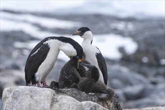 Imperial Shags or Antarctic Cormorants (Phalacrocorax atriceps)