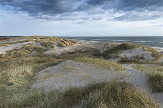 Dunes along the North Sea