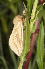 Ghost Moth or Ghost Swift (Hepialus humuli) at rest