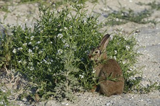 Feral Domestic Rabbit (Oryctolagus cuniculus forma domestica)