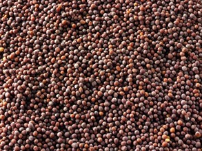 Black mustard seeds