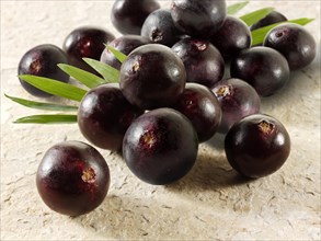 Fresh whole Acai berries (Euterpe oleracea)