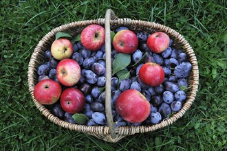 Freshly picked plums and apples in a basket on a meadow