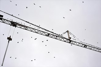 Starlings (Sturnus vulgaris) gathering on a building crane