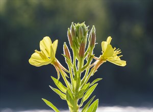 Common evening primrose (Oenothera biennis)