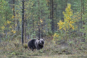 Brown Bear (Ursus arctos) in the autumnally coloured taiga or boreal forest