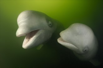 Beluga whales (Delphinapterus leucas)