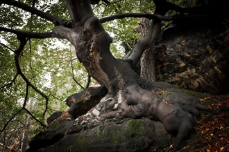 Old beech tree (Fagus) on a rock
