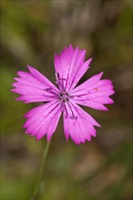 Single flower of Carthusian Pink (Dianthus carthusianorum)