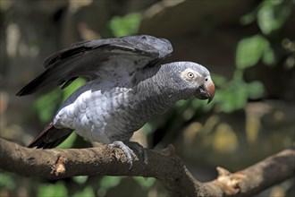 African Grey Parrot (Psittacus erithacus) sitting on a tree and spreading its wings