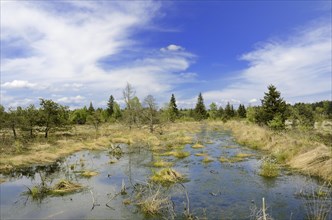 Flooded bog with Peat Moss (Sphagnum sp.) and dead pines