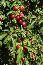 Greek Cherry Plum or Myrobalan Plum (Prunus cerasifera)