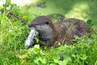 Asian Short-clawed Otter (Aonyx cinerea) eating a fish