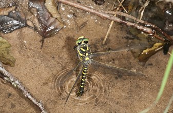 Sombre Goldenring (Cordulegaster bidentatus) laying eggs on the shore of a forest stream