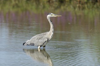 Grey Heron (Ardea cinerea)