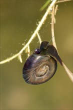 Great Ramshorn Snail (Planorbarius corneus)