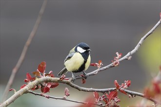 Great Tit (Parus major)