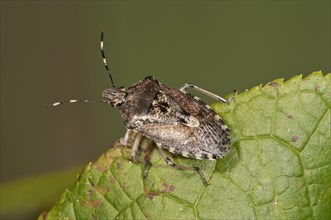 Grey Stink Bug (Rhapigaster nebulosa)