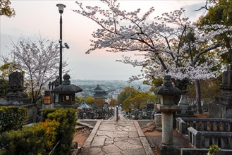 Japanese Temple with Cemetery of Cherry Blossom
