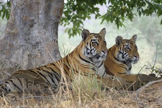 Two Bengal tigers (Panthera tigris tigris) looking under a tree