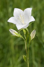 Peach-leaved Bellflower (Campanula persicifolia)