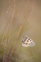 Apollo or Mountain Apollo (Parnassius apollo) butterfly sitting on a stalk