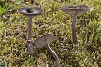 Coffee-brown Goblet Funnel Cap (Pseudoclitocybe cyathiformis)