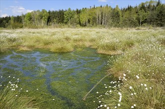 Flooded bog with blooming Hare's-tail Cottongrass