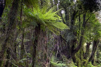 New Zealand jungle with Silver Ferns (Cyathea dealbata)