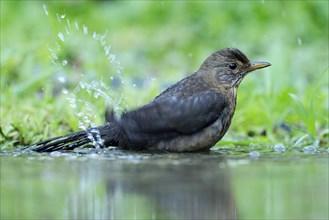 Young Blackbird (Turdus merula) bathing in a puddle
