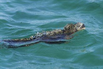 Marine Iguana (Amblyrhynchus cristatus) swimming in the sea