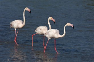 Greater Flamingos (Phoenicopterus roseus) wading in water