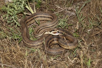 Four-lined Snake (Elaphe quatorlineata) in a defensive position