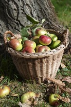 Harvested apples in a basket