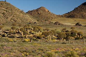 Forest of Quiver Trees or Kokerbooms (Aloe dichotoma) in the visitors' garden