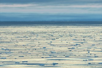 Drifting ice floes on the edge of the pack ice
