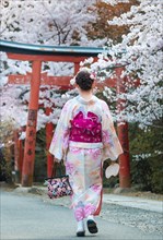 Japanese woman dressed with kimono under blossoming cherry trees