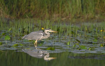 Grey heron (Ardea cinerea) stands in the water in the bank area