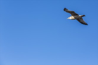 Great Black-backed Gull (Larus marinus) in flight