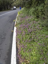 Giant Geranium (Geranium canariense) growing on the roadside